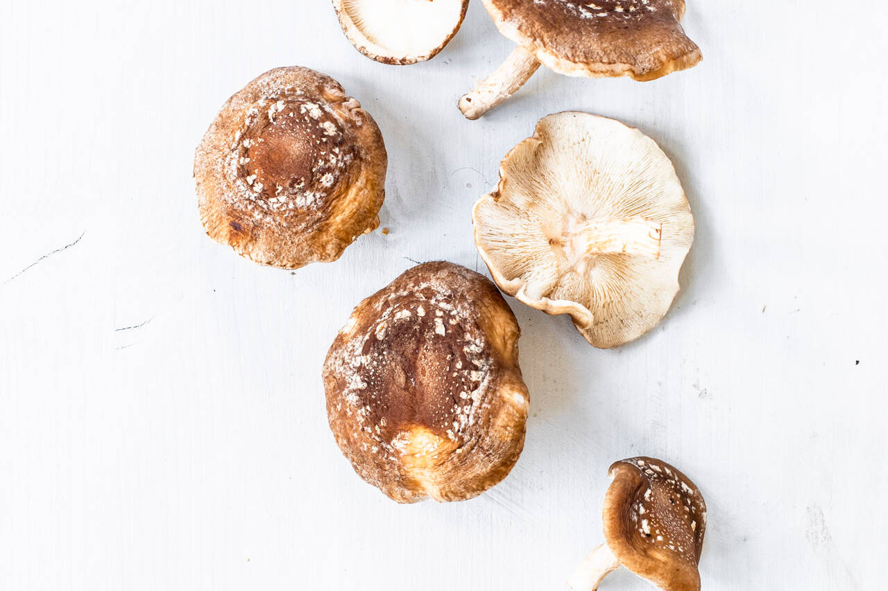 Shiitake Rezepte, Tipps & Ideen Küchengötter